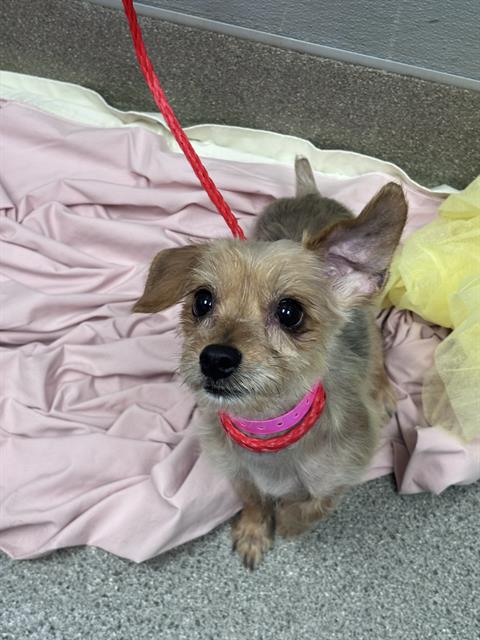 Shelter Stray Female Dog last seen W LAKE MEAD BLVD & N RAINBOW BLVD, 655 N Mojave Rd, Las Vegas, NV 89101, USA