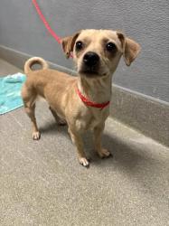 Shelter Stray Female Dog last seen W LAKE MEAD BLVD & N RAINBOW BLVD, 655 N Mojave Rd, Las Vegas, NV 89101, USA