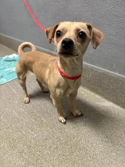 Shelter Stray Female Dog last seen W LAKE MEAD BLVD & N RAINBOW BLVD, 655 N Mojave Rd, Las Vegas, NV 89101, USA