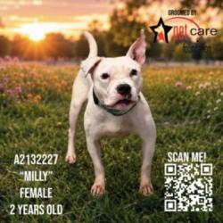 Shelter Stray Female Dog last seen , 3201 Lacy St, Los Angeles, CA 90031, USA