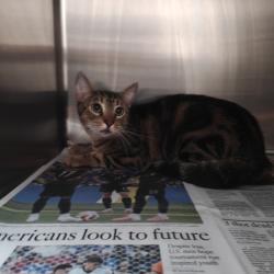 Shelter Stray Female Cat last seen , 3201 Lacy St, Los Angeles, CA 90031, USA