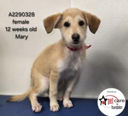 Shelter Stray Female Dog last seen , 3201 Lacy St, Los Angeles, CA 90031, USA