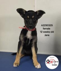 Shelter Stray Female Dog last seen , 3201 Lacy St, Los Angeles, CA 90031, USA