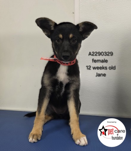 Shelter Stray Female Dog last seen , 3201 Lacy St, Los Angeles, CA 90031, USA