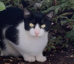 Found/Stray Female Cat last seen Lake underhill, Orange County, FL 32822