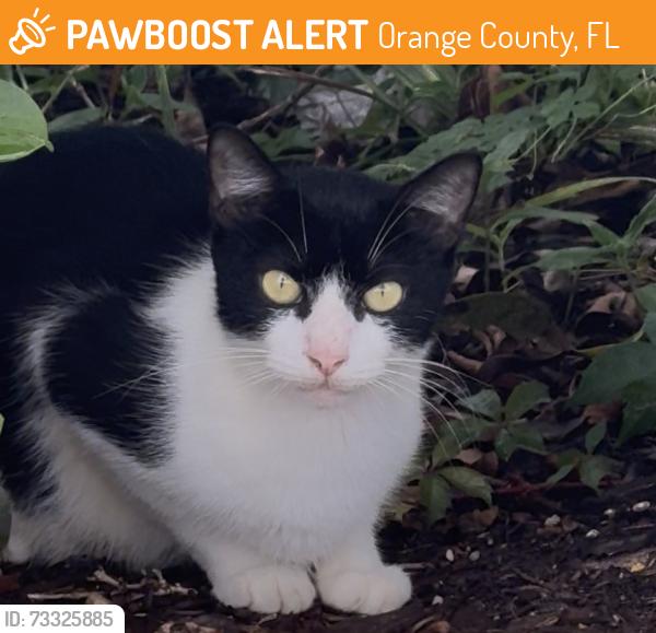 Found/Stray Female Cat last seen Lake underhill, Orange County, FL 32822