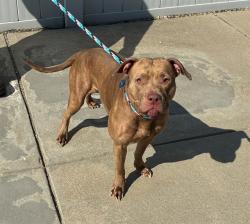 Shelter Stray Female Dog last seen Near BLOCK ST FRANCIS LN, 3528 Newburg Rd, Louisville, KY 40218, USA