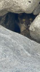 Found/Stray Unknown Cat last seen Torrey Pines State Beach south lot, San Diego County, CA 92014