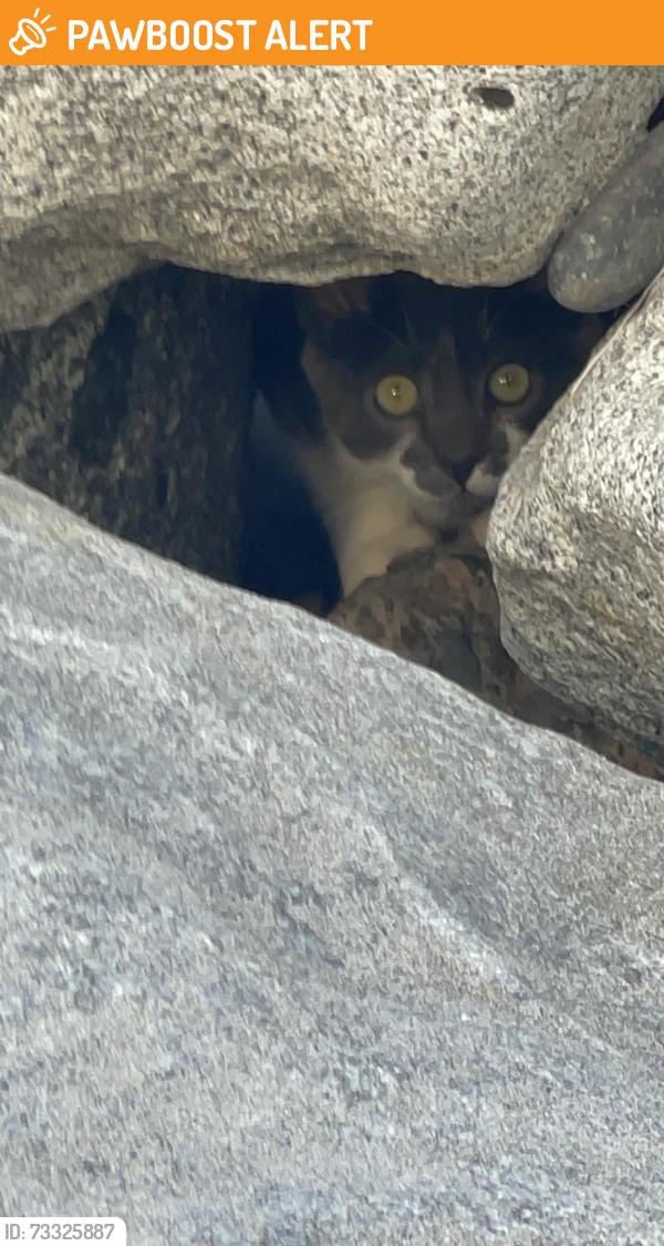 Found/Stray Unknown Cat last seen Torrey Pines State Beach south lot, San Diego County, CA 92014