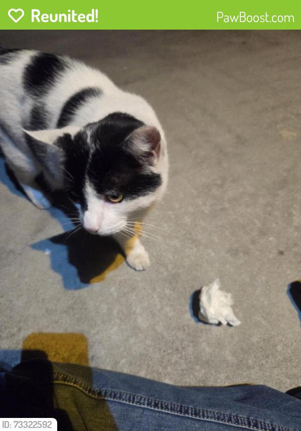 Reunited Unknown Cat last seen S. Fernwood Circle (near Columbia middle school), Sunnyvale, CA 94085