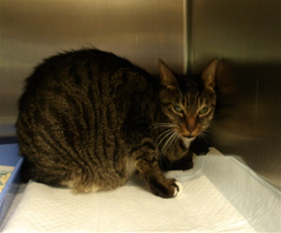 Shelter Stray Female Cat last seen , 11361 W Pico Blvd, Los Angeles, CA 90064, USA