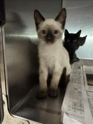 Shelter Stray Male Cat last seen , 11361 W Pico Blvd, Los Angeles, CA 90064, USA