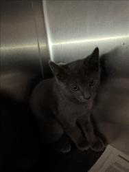 Shelter Stray Male Cat last seen , 11361 W Pico Blvd, Los Angeles, CA 90064, USA