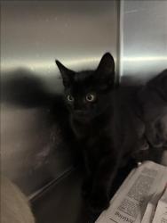 Shelter Stray Male Cat last seen , 11361 W Pico Blvd, Los Angeles, CA 90064, USA