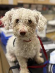 Shelter Stray Female Dog last seen TATE CT / MICHELIN DR, RIVERSIDE, CA 92505, 6851 Van Buren Boulevard, Jurupa Valley, CA 92509, USA