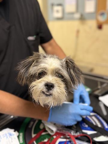 Shelter Stray Male Dog last seen Near ECLIPSE AVE, JURUPA VALLEY CA 91752, 6851 Van Buren Boulevard, Jurupa Valley, CA 92509, USA