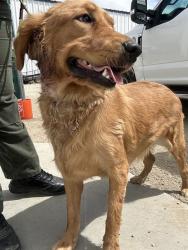 Shelter Stray Female Dog last seen Near BLOCK S J ST, BAKERSFIELD CA 93304, 3951 Fruitvale Ave, Bakersfield, CA 93308, USA