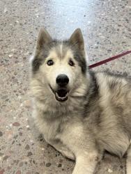 Shelter Stray Male Dog last seen Near BLOCK E BROADWAY RD, 5501 E Van Buren St, Phoenix, AZ 85008, USA
