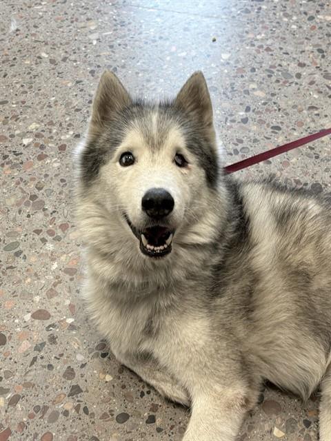 Shelter Stray Male Dog last seen Near BLOCK E BROADWAY RD, 5501 E Van Buren St, Phoenix, AZ 85008, USA