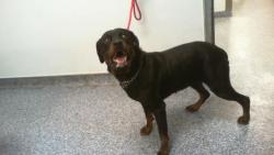 Shelter Stray Female Dog last seen HUNTERSVILLE, 8315 Byrum Dr, Charlotte, NC 28217, USA