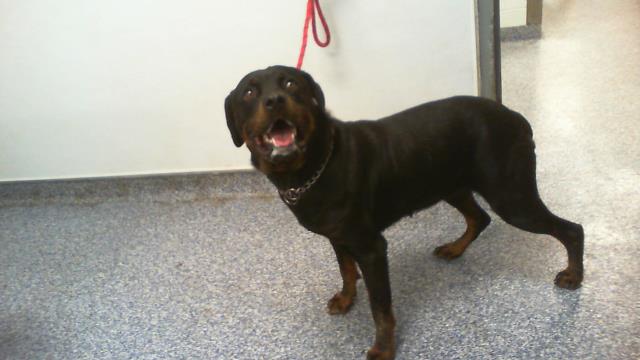 Shelter Stray Female Dog last seen HUNTERSVILLE, 8315 Byrum Dr, Charlotte, NC 28217, USA