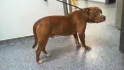Shelter Stray Male Dog last seen CHARLOTTE, 8315 Byrum Dr, Charlotte, NC 28217, USA