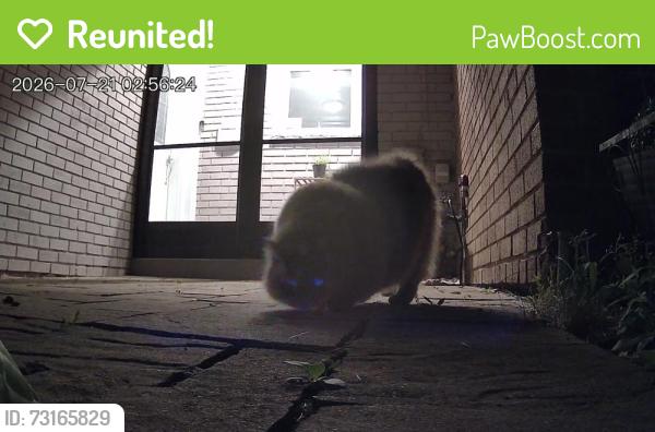 Reunited Unknown Cat last seen Kennedy linkdale, Brampton, ON L6V 2X5