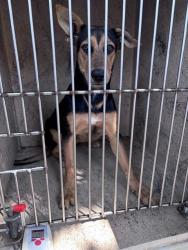 Shelter Stray Female Dog last seen SW 27TH ST/S LINN AVE, 2811 SE 29th St, Oklahoma City, OK 73129, USA