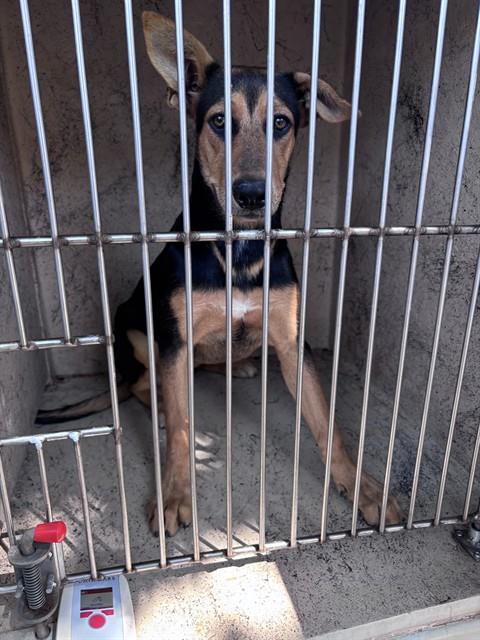 Shelter Stray Female Dog last seen SW 27TH ST/S LINN AVE, 2811 SE 29th St, Oklahoma City, OK 73129, USA
