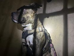 Shelter Stray Male Dog last seen SE GRAND BLVD / S I-35 HWY, 2811 SE 29th St, Oklahoma City, OK 73129, USA