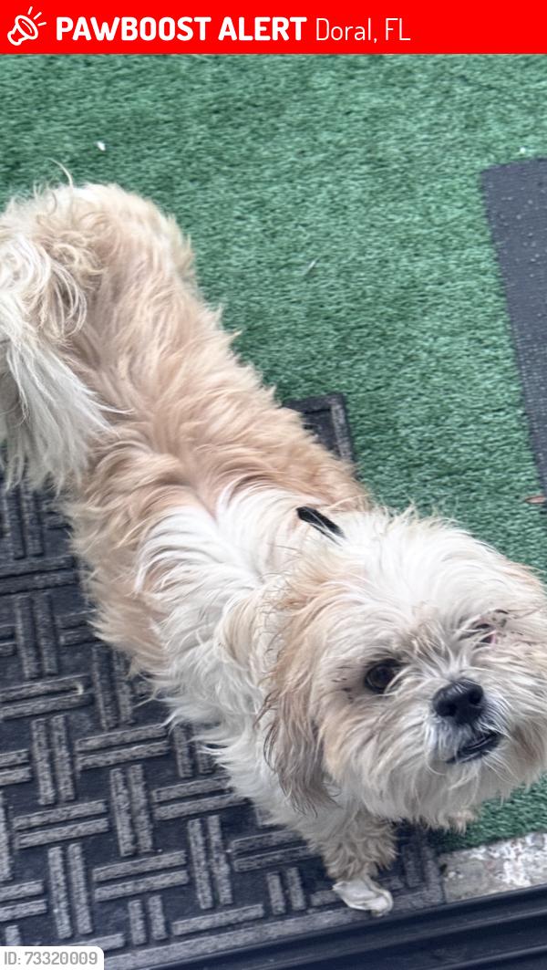 Lost Male Dog last seen Near Sw, Doral, FL 33122
