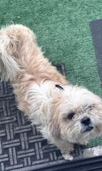 Lost Male Dog last seen Near Sw, Doral, FL 33122