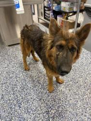 Shelter Stray Female Dog last seen Near BLOCK DILLON RD, DESERT HOT SPRINGS, CA, 72050 Pet Land Pl, Thousand Palms, CA 92276, USA