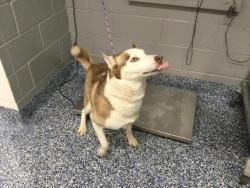Shelter Stray Female Dog last seen JEFFERSON ST /AVEVNUE 48, INDIO, CA 92201, 72050 Pet Land Pl, Thousand Palms, CA 92276, USA