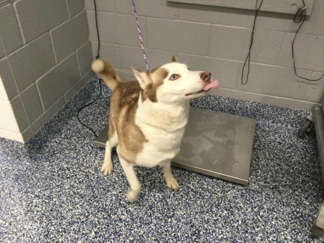 Shelter Stray Female Dog last seen JEFFERSON ST /AVEVNUE 48, INDIO, CA 92201, 72050 Pet Land Pl, Thousand Palms, CA 92276, USA
