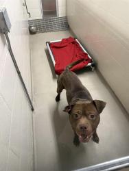 Shelter Stray Male Dog last seen Near BLOCK SE 261ST ST, COVINGTON WA 98042, 21615 64th Ave S, Kent, WA 98032, USA