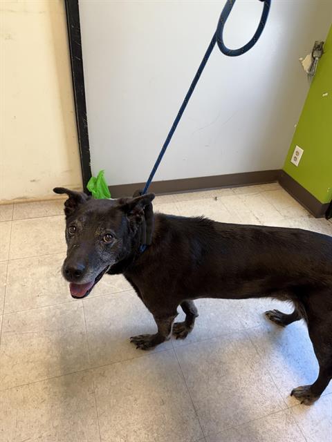 Shelter Stray Male Dog last seen Near BLOCK SE 261ST ST, COVINGTON WA 98042, 21615 64th Ave S, Kent, WA 98032, USA