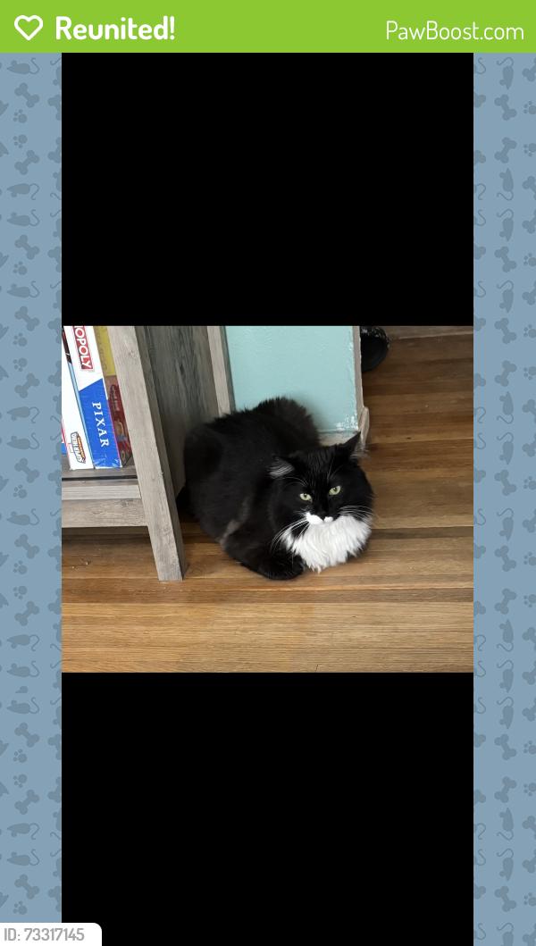 Reunited Female Cat last seen Arvilla and Valencia, Albuquerque, NM 87110