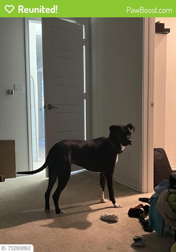 Reunited Female Dog last seen Baton springs, Austin, TX 78704