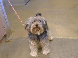 Shelter Stray Male Dog last seen TIOGA WY/OLDWOODS WY, 95828, 3839 Bradshaw Rd, Sacramento, CA 95827, USA