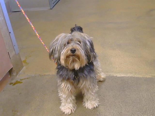 Shelter Stray Male Dog last seen TIOGA WY/OLDWOODS WY, 95828, 3839 Bradshaw Rd, Sacramento, CA 95827, USA