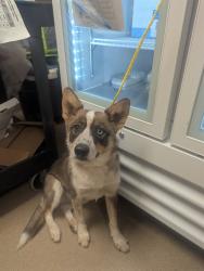 Shelter Stray Female Dog last seen VICEROY WY/MERLINDALE DR, 95610, 3839 Bradshaw Rd, Sacramento, CA 95827, USA