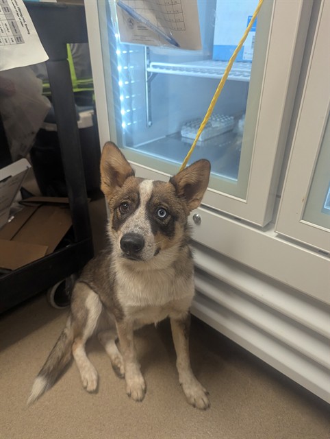 Shelter Stray Female Dog last seen VICEROY WY/MERLINDALE DR, 95610, 3839 Bradshaw Rd, Sacramento, CA 95827, USA