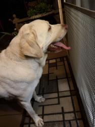 Reunited Male Dog last seen Velarde and Arboles, Thousand Oaks, CA 91360