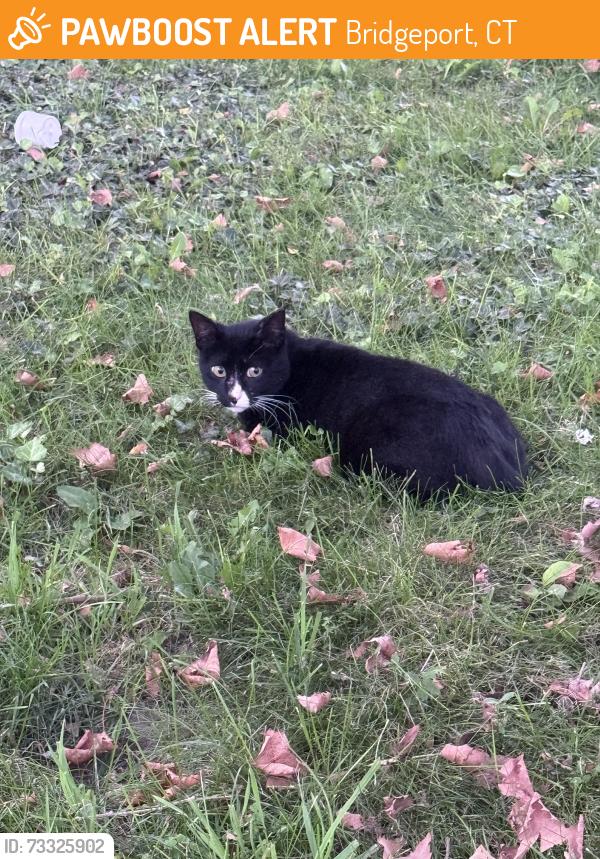 Found/Stray Unknown Cat last seen Hartford Healthcare, Bridgeport Rescue Mission, Bridgeport, CT 06605