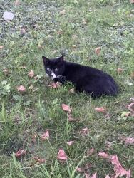 Found/Stray Unknown Cat last seen Hartford Healthcare, Bridgeport Rescue Mission, Bridgeport, CT 06605