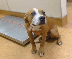 Shelter Stray Female Dog last seen DEWEY BL X FRUITRIDGE BL. 95824, 3839 Bradshaw Rd, Sacramento, CA 95827, USA