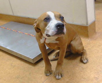 Shelter Stray Female Dog last seen DEWEY BL X FRUITRIDGE BL. 95824, 3839 Bradshaw Rd, Sacramento, CA 95827, USA