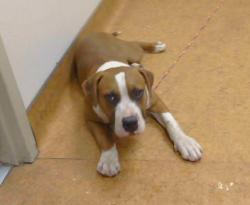 Shelter Stray Male Dog last seen DEWEY BL X FRUITRIDGE BL. 95824, 3839 Bradshaw Rd, Sacramento, CA 95827, USA