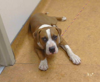 Shelter Stray Male Dog last seen DEWEY BL X FRUITRIDGE BL. 95824, 3839 Bradshaw Rd, Sacramento, CA 95827, USA